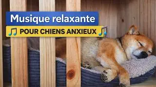 Musique relaxante pour chiens anxieux | 1 heure avec mon Shiba Inu qui dort