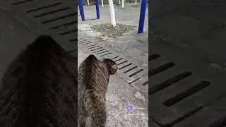 Как КОТ собаку зашугал