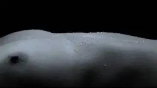 SIMBIOSIS