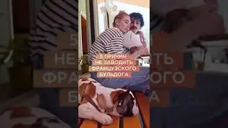 Минусы породы французский бульдог 