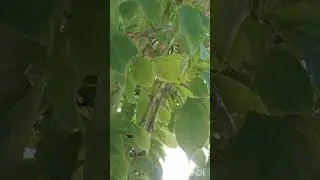 Спасаю птенца 