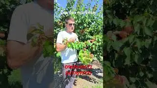 Обзор одного из самых ранних сортов абрикоса Могадор.