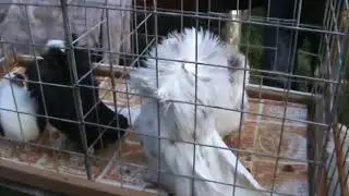 Ярмарка голубей г,Славянск-на-Кубани 16.10.2022г. 3часть