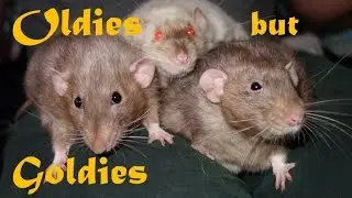 The Rat Gang: Oldies but Goldies