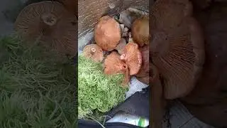 ПОДМОСКОВНЫЙ ЛЕС 🌳🌲🌿 #mushroom #natur #грибы #лето #дача