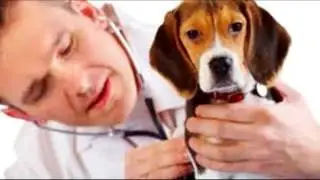 How to Prevent Kennel Cough