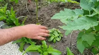 Domates nasıl budanır ? domateste koltuk altı alma #domates 🍅
