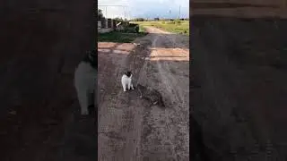 Не на жизнь, а на смерть! Бой котов!