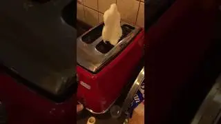 Тостер плюется тестом #shorts #funny #kitchen