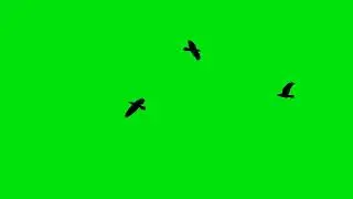 🦅 FREE Birds Flying Green Screen Pack (4K Ultra HD) – Stunning & Cinematic!