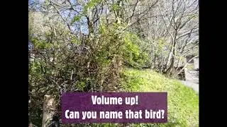 Bird Song Quiz 8