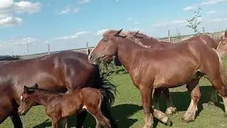 Лошади отдыхают после пастбища