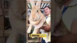 The Giant Rabbit 😱😱😱 