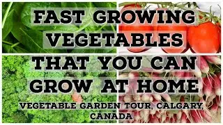 Easy and Fast Growing Vegetables You Can Harvest in 30 Days 
