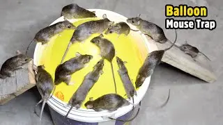 Best Mouse Trap Bucket | Rat Trap Homemade | All time Best Mouse Trap