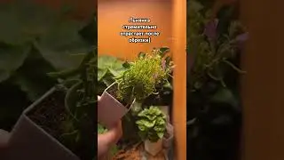 Линария Фантазиста 