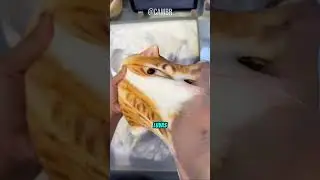 Cat Toy So Sticky They Need Gloves! 😮