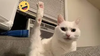 Try Not To Laugh Cats And Dogs Videos 😁 - New Funny Animals Video 2024 #3