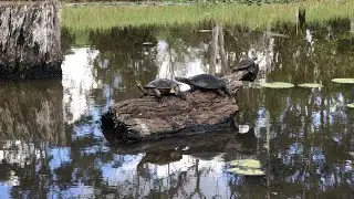 Krefft's Turtles in the wild 🐢