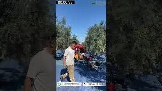 40 SANİYEDE 1 ZEYTİN AĞACI HASADI