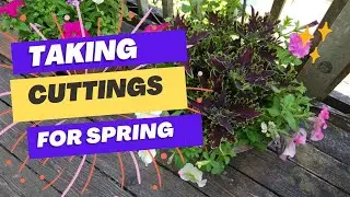 Taking Cuttings For Spring