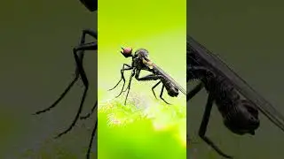 Backyard Macro Photography with the OM System 90mm #omsystem #om1  #macrophotography #macro #om90mm