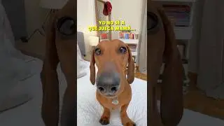 Me ENFRENTO a un súper RETO!😱🐣#perrosalchicha #dachshund #teckel