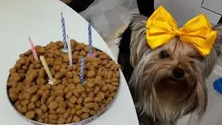 ДЕНЬ РОЖДЕНИЯ БАРСИКА🎁🎂/Cat'S BIRTHDAY🎁🎂