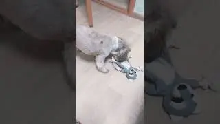 бесëныш