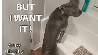 Funny Dog Talking And Arguing With His Dad