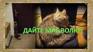 ДАЙТЕ МНЕ ВОЛЮ