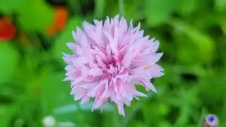🌿 Garden Tour 7/7/2021 🌿