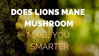 Does LIONS MANE Mushroom make you smarter