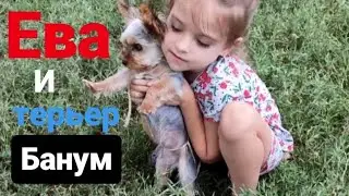 #Собачка Банум и хозяйка Ева. Маленькая #собачка #терьер.#Игры с собачкой.
