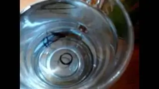 Why does a tinted drop, falling into a liquid, take the form of a toroid?