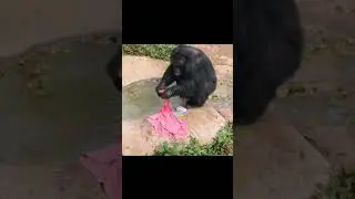 Шпили-вили! Смешная озвучка