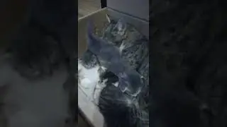 Зимой спасли кошку-потеряшку с котятами!