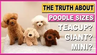 POODLE SIZES- THE TRUTH ABOUT TEACUP & GIANT POODLES| The Poodle Mom