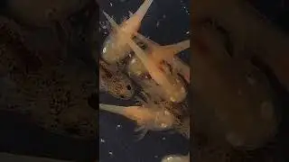 Маленькие Аксолотли едят Артемию.