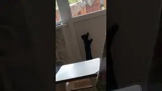 Котенок Ласточка сегодня в ударе. Буянит и ни кого не слушается 