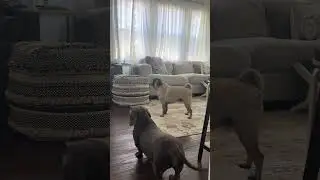 Pug ownership… 