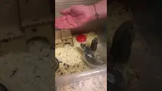 Вот что значит «Ручной хомяк»:) возраст 1 месяц.