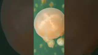 Jellyfish Lake, Palau