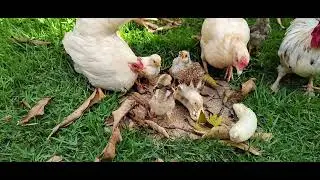 Pintinhos