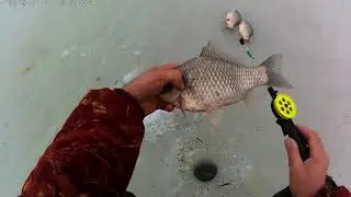 Чаны Колояр 11 11 2021