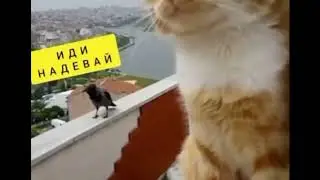 Душевный разговор - приколы BooM TV
