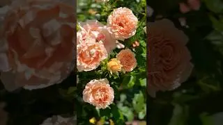 Summer Relaxing Birds Singing in the Garden #birdsong #nature #relaxingroom #relaxation