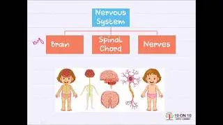 10 on 10 Nervous System Science for grade 4, 5, 6, 7 or 8