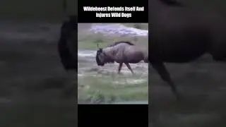 Wildebeest Defends Itself And Injures Wild Dogs 