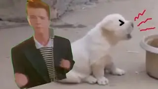 This Puppy GOT RickRolled | Never Gonna Give You Up